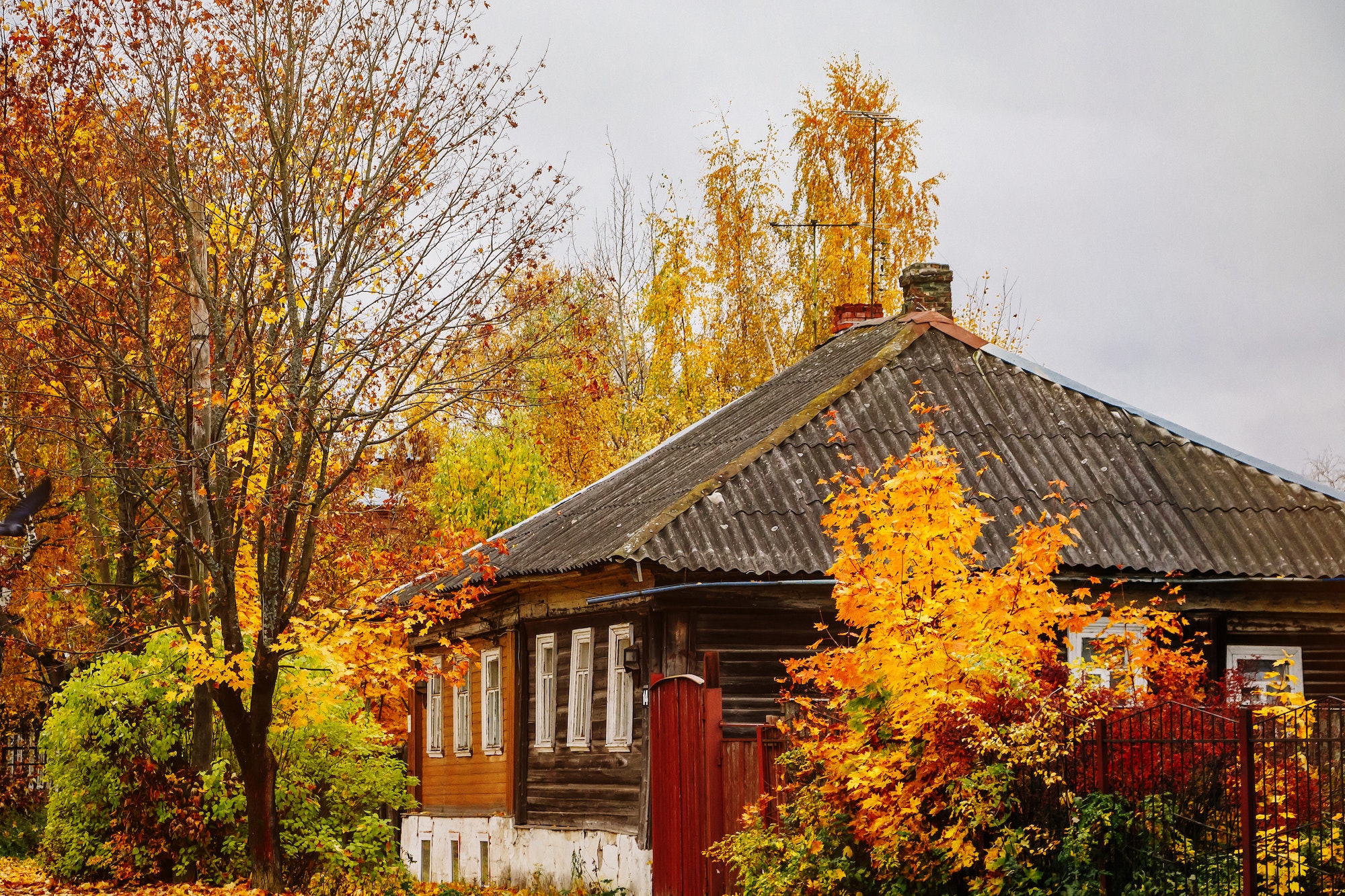 Beautiful old house among autumn yellow trees, antique building