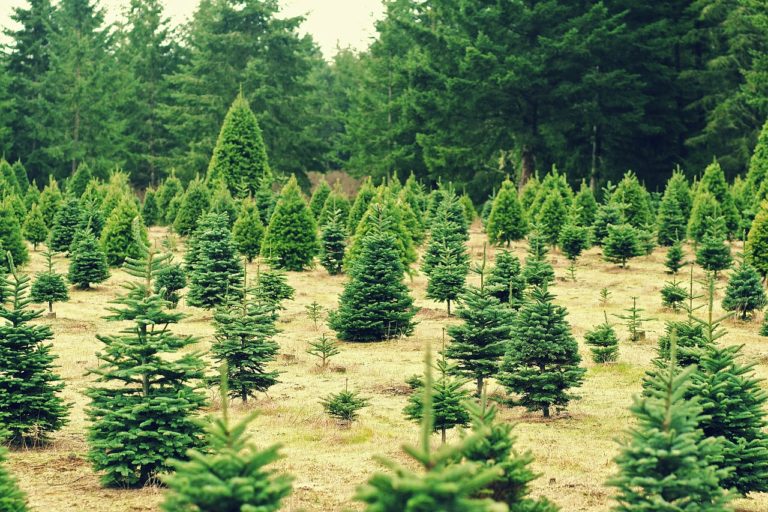 Hunterdon County Christmas Tree Shopping - Hunterdon Happening